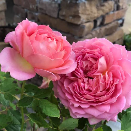 Jubilee celebration, David Austin rose Florafilia